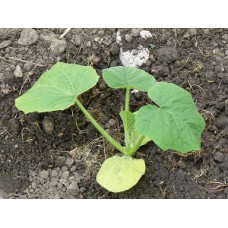 Plant de courgette